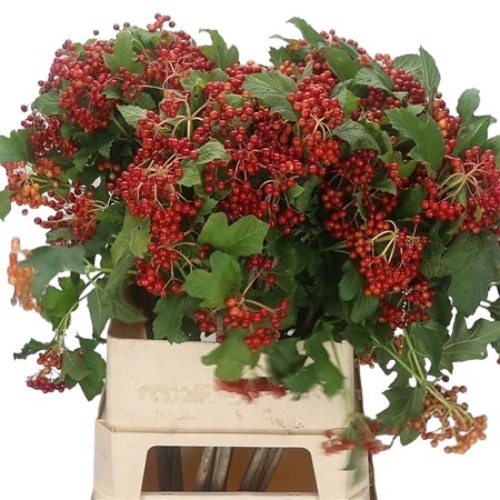 VIBURNUM COMPACTUM RED