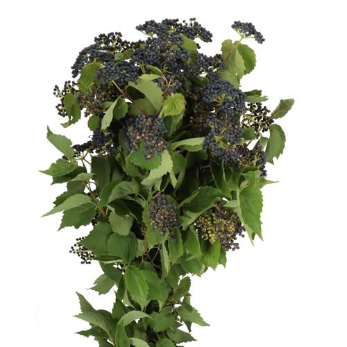 VIBURNUM DARK BLUE HERMANIA