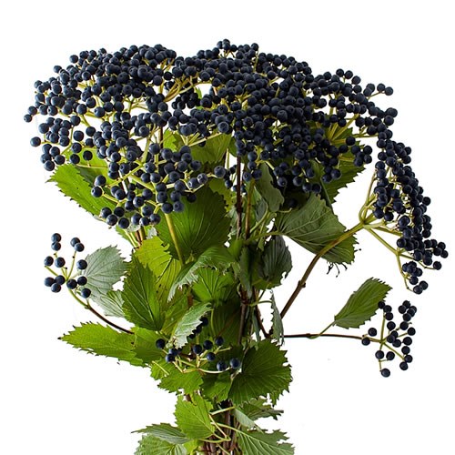 VIBURNUM DE INGE (1 HEAD PER STEM)