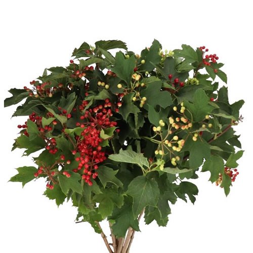 VIBURNUM MAGICAL RED DECORATION