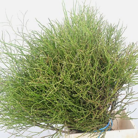Vaccinium Huckleberry
