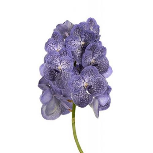 Vanda Orchid - Blue Spot 800