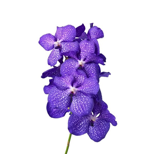 Vanda Orchid - blue magic