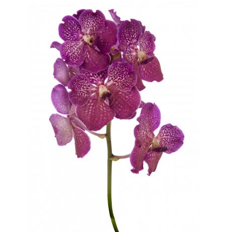 Vanda Orchid - Deep Blush