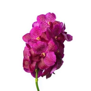 Vanda Orchid - Fuchsia Magic