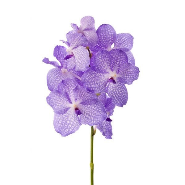 Vanda Orchid - Kanchana Angelite