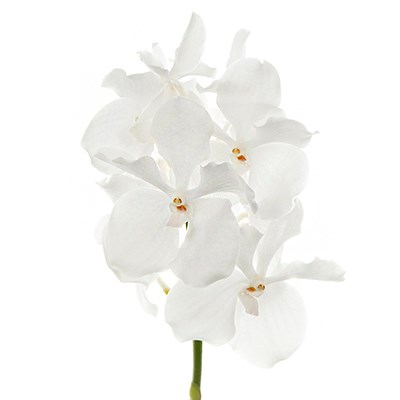 Vanda Orchid - Kanchana Ansu No.1