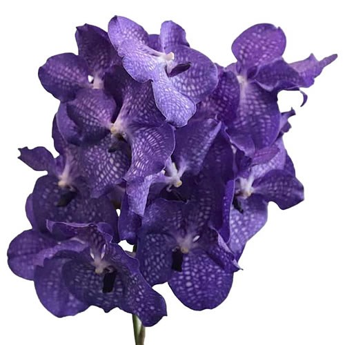 Vanda Orchid - Kanchana Magic Blue