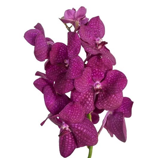 Vanda Orchid - Sunanda Magic Fuchsia