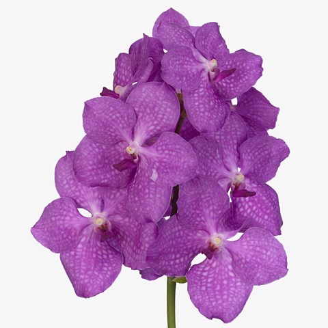 Vanda Orchid - Nitaya Candy Pink