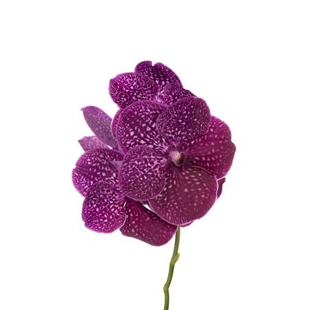 Vanda Orchid - Nitaya Crimson Love