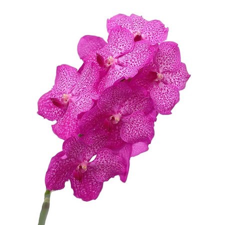 Vanda Orchid - Nitaya Rosy