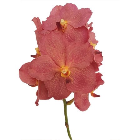Vanda Orchid - Nitaya Salmon
