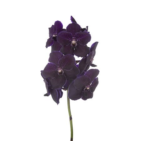 Vanda Orchid - Nitaya Velvet Blackberry