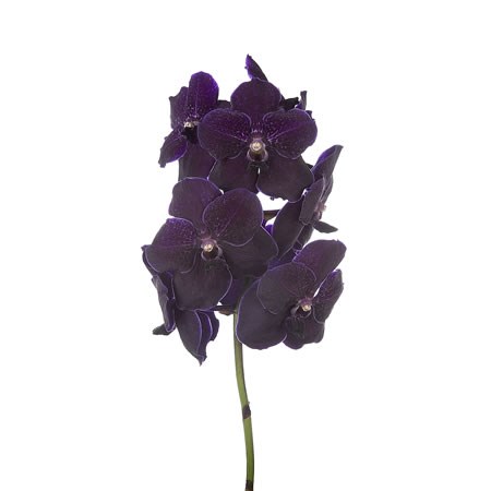 Vanda Orchid - Nitaya Velvet Blackberry