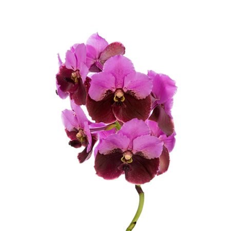Vanda Orchid - Pink Maroon