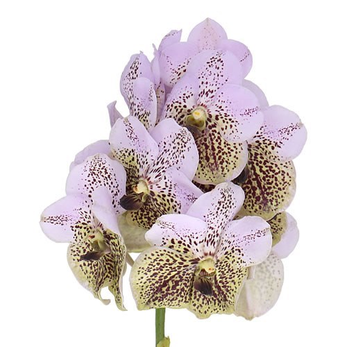 Vanda Orchid - Sea Shell