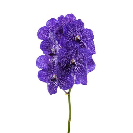 Vanda Orchid - Sunanda Blueberry Smoothie