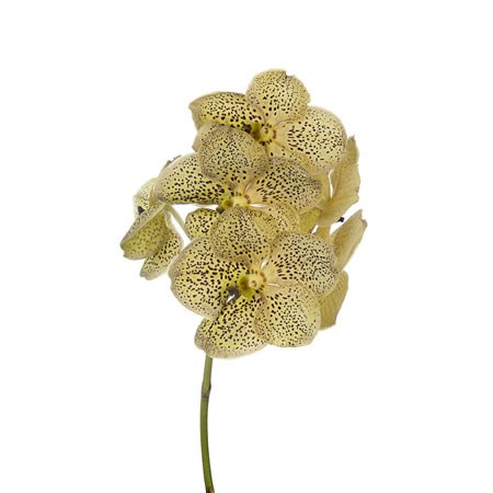 Vanda Orchid - Sunanda Cheetah Citron