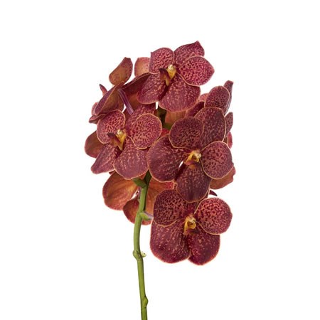 Vanda Orchid - Sunanda Fire Red
