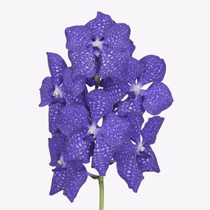 Vanda Orchid - Sunanda Sapphire
