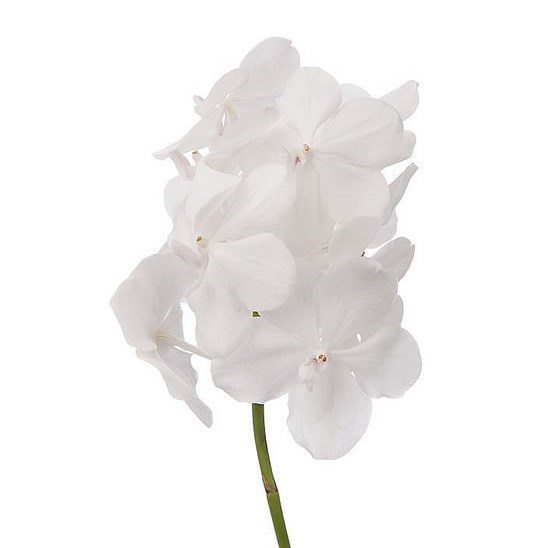 Vanda Orchid - Tayanee Diamond White