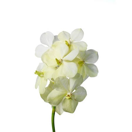 Vanda Orchid - Tayanee White