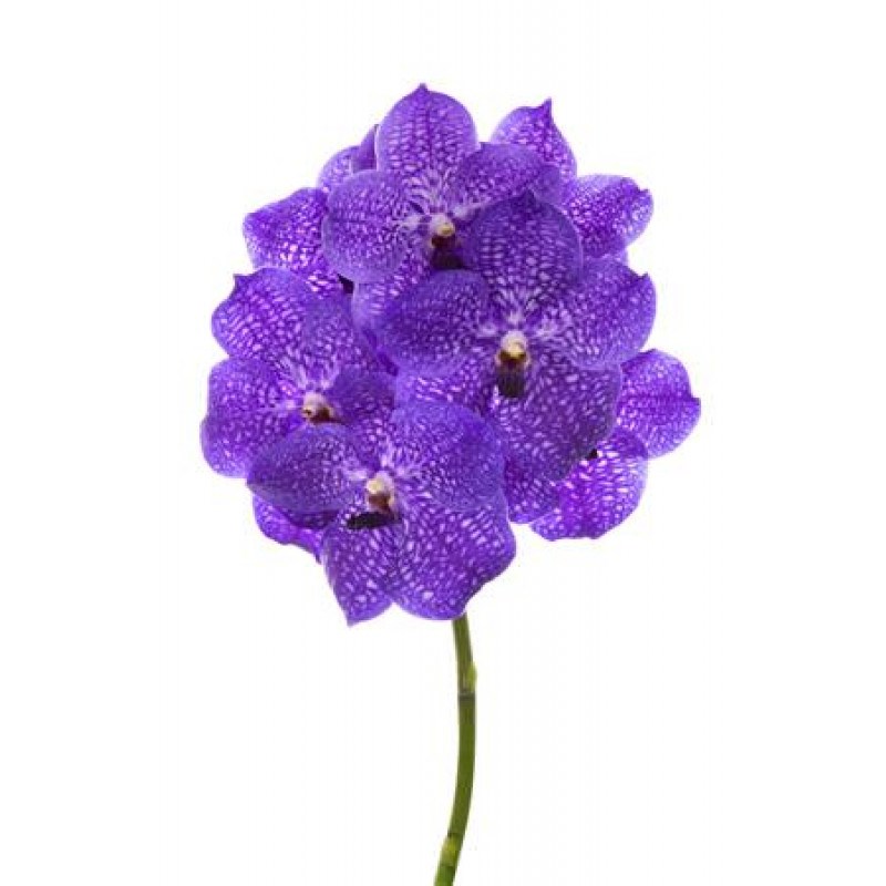 Vanda Orchid - Violet Blue 83