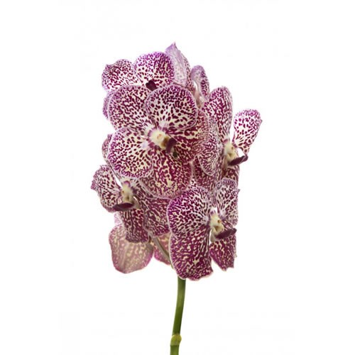 Vanda Orchid - Sunanda Ocelot Sienna