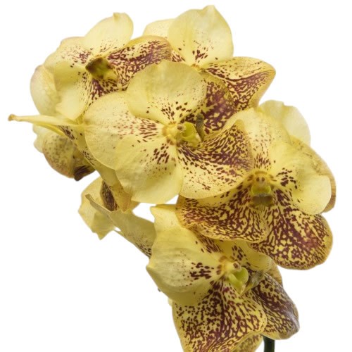 Vanda Orchid - Sunanda Yellow Henna