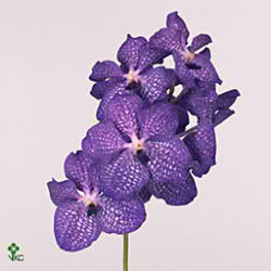 Vanda Orchid - blue magic