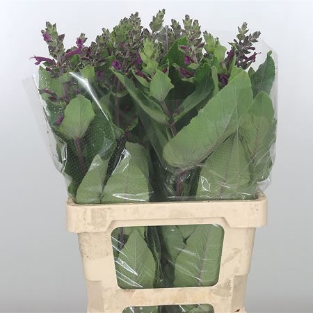 Verbena Purple