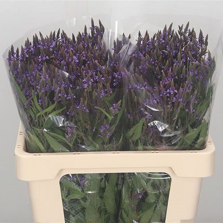 Verbena Purple