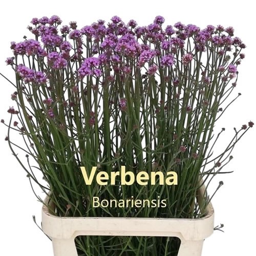 Verbena Purple