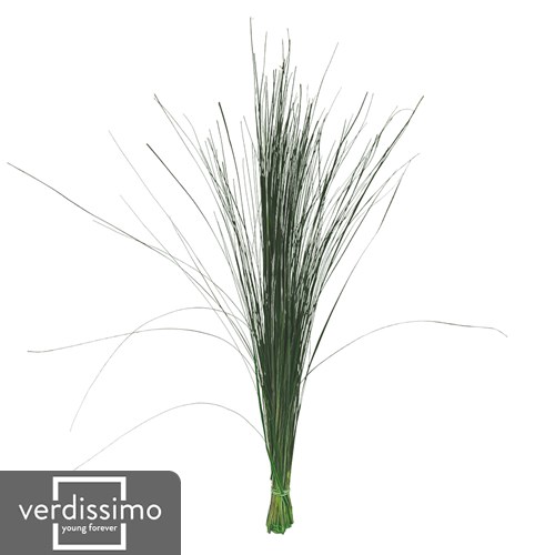 Preserved Beargrass (by Verdissimo)