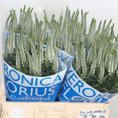 Veronica Caya