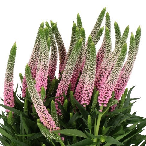 Veronica Clea Roswhitha