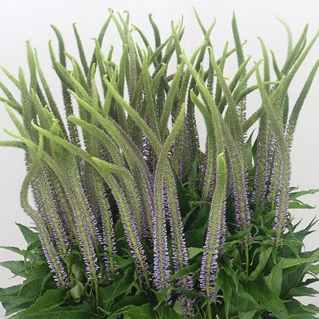 Veronica Lavender Apollo (Extra)