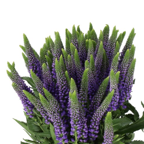 Veronica Smart Diana (Spray)