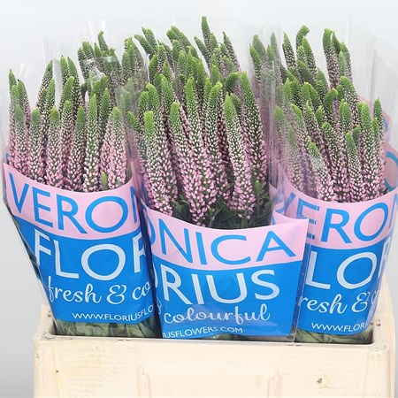 Veronica Smart Enjoyce