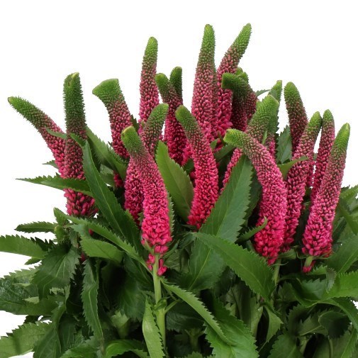 Veronica Smart Iselle (Spray)