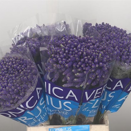 Veronica Spray Smart Fountain
