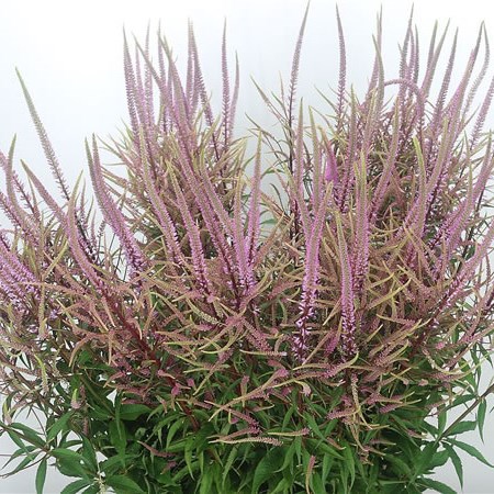 Veronicastrum Pink Fascination