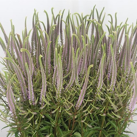 Veronicastrum Pink Fascination