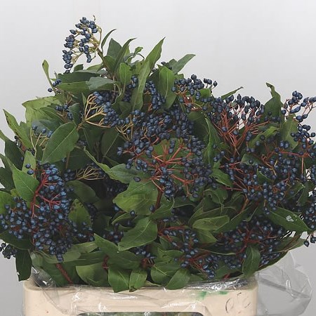 Viburnum De Inge