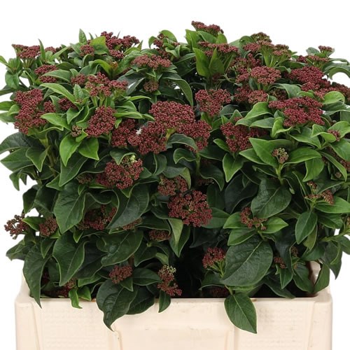 Viburnum Marcophylla Red