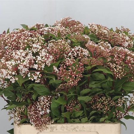 Viburnum Red Spirit