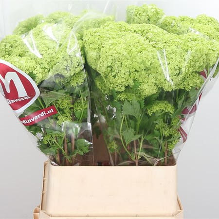 Viburnum Roseum