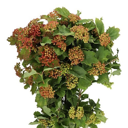 Viburnum Satisfaction