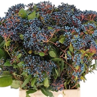 Viburnum Steelberry